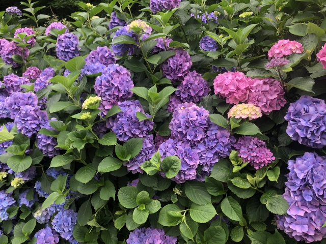 飛鳥山公園アジサイ